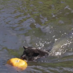 Beautiful black jaguar Goshi is having the best Halloween ever! 🎃 💦 | Chester Zoo