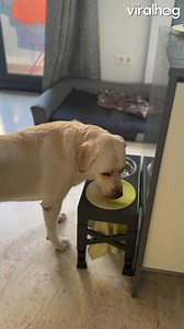 Dog dries its muzzle after getting a drink 🐶💦😆 #ViralHog #dogs #funnyanimals | ViralHog