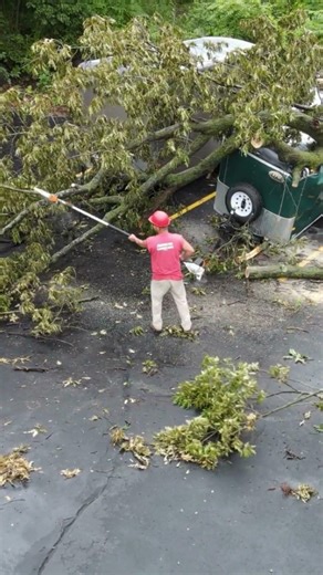 Tree Care by American Landscape