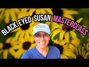 10 Things You NEED To Know About Black Eyed Susans (Rudbeckia)
