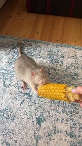 11K views · 474 reactions | im all about a corn rat  | animals eating fruit | Facebook
