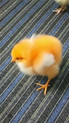 #热门 #爆款 #病毒式传播 #短视频#推荐 #全网热播 #流行#每日更新 #精彩瞬间#记录生活 #真实#搞笑 #有趣#创意 #新鲜#关注我 #点赞 #分享