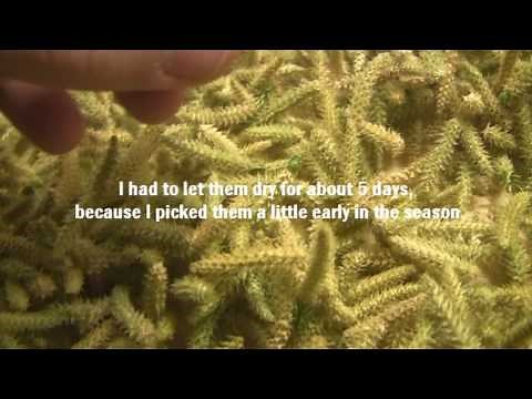 Lycopodium Powder - How to get / make it!