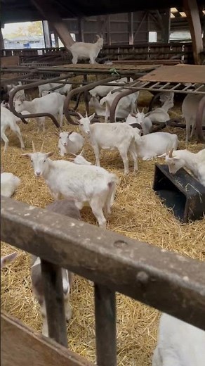 Visit to Saanen dairy goat farm in Germany 🇩🇪