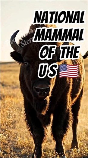 America’s National Mammal Is Faster Than You Think!#facts #trending #youtubeshorts #usa #viral #reel