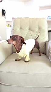 What’s brown and sounds like a bell? 🤣 Credit:@moonpie.starbox #funnydog #dogoftheday #doglife #SausageDogCentral | Sausage Dog Central