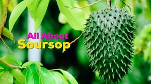 96 reactions · 80 shares | Nature's Power Couple - Soursop The Tropical Superfruit - Matcha Green Tea The #1 Superfood Learn More About This Powerful Combo Today | The Soursop Tea | Facebook