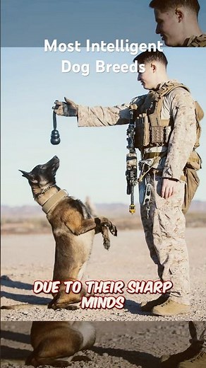 Discover the Top 3 Smartest Breeds of 2025