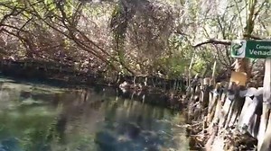 The Reserva Ecológica El Corchita in Progreso, Mexico is full of beautiful Cenotes, springs, mangrove tunnels, and packs of raccoons 🦝 who will visit you if you bring them food 😉. Join URComped CTO, Cale Sherry, on this exciting Meet Up Cruise from Galveston, TX! 🛳🌊🏝😎❤️ https://urcomped.com/offer/details/11449/summer-meetup-at-sea-5-night-western-caribbean-cruise/?utm_source=facebook&utm_medium=post&utm_campaign=July Galveston&src=ecgal327 | URComped