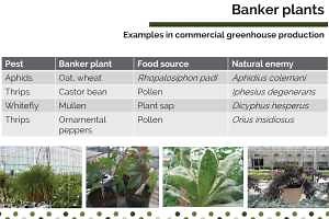 Common banker plants in insect biological control systems