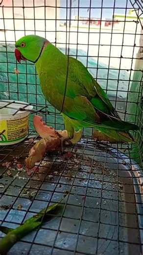 hamare mithhu ko bhok lagi h khalo