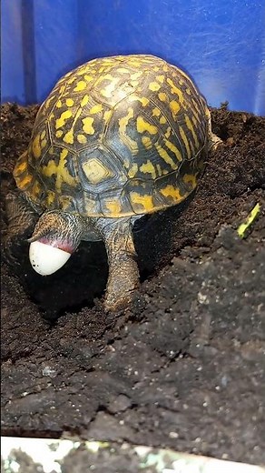 Eastern box turtle laying eggs