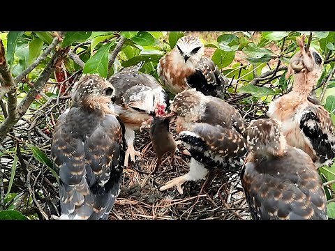 The Chick Tries Swallow The Mouse Until it Succeeds | White-Tailed Kite