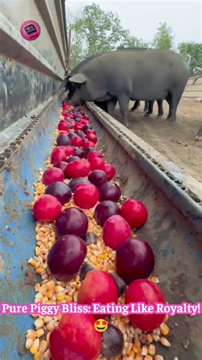 Gourmet Piggy Feast: These Pigs Eat Cantaloupe & Red Apples Like Royalty! 🐷🍎🍈🤯 #LuxuryPigs #FarmHack