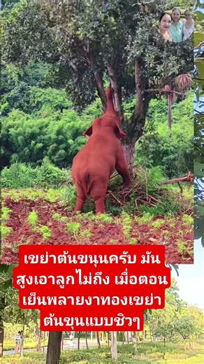 พลายงาทองเอางวงเขย่าต้นขนุนแบบชิลๆ#ช้างป่าเขาใหญ่