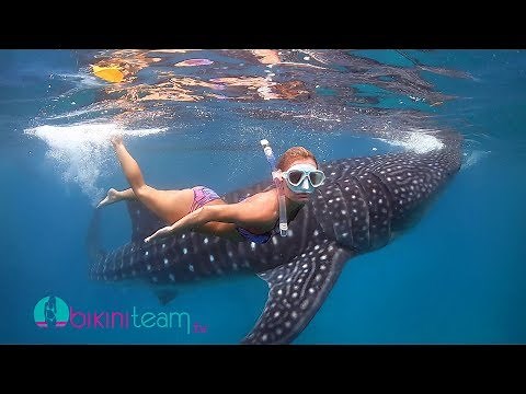 Bikini Models Swim with Whale Sharks in Oslob Cebu Philippines [HD]