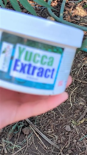 Yucca extract is good for water penetration