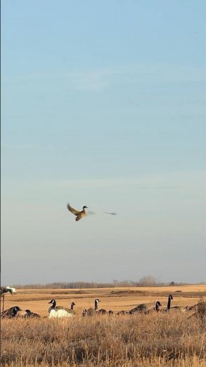 Bowhunting Drake Mallard! #bwfilms #bw #duckhunting