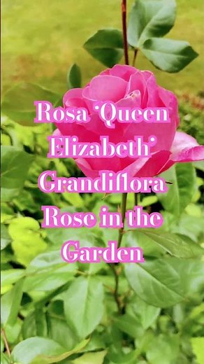Rosa ‘Queen Elizabeth’ Grandiflora Rose in the Garden