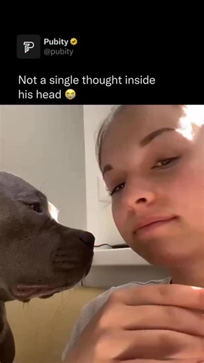 Pubity on Instagram: "😭 A dog’s brain is relatively small compared to humans, typically weighing between 70 to 150 grams depending on the breed and size, which is roughly about one-tenth the size of a human brain. Despite its smaller size, it’s highly efficient, supporting complex behaviors, emotions, learning, and social interactions. Brain structure varies with breed, so highly intelligent or working breeds often have proportionally larger brains relative to their body size. (Emily via ViralH