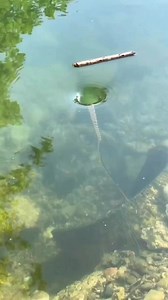 6.2M views · 57K reactions | A water vortex occurs when two currents...