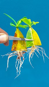 12K views · 68 reactions | Leaf to plant || How to grow adenium plant at home || Tips & tricks for growing plant //#reels #shorts #fblifestyel | Rana Craft | Facebook