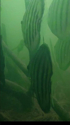 Wild Discus in their natural habitat. Iripixi, Amazon River.