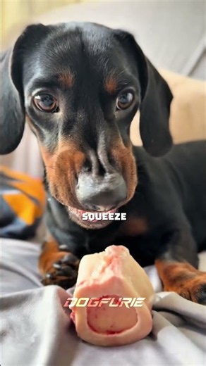 The Amazing Secret Behind the Dachshund’s Body 🔍 #dachshund #wienerdog #amazinganimals #dogs #dog
