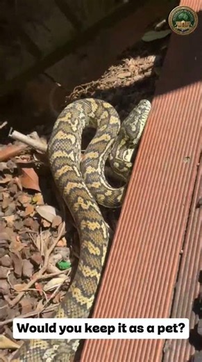 Would You Keep This Python as a Pet? 🐍🇦🇺