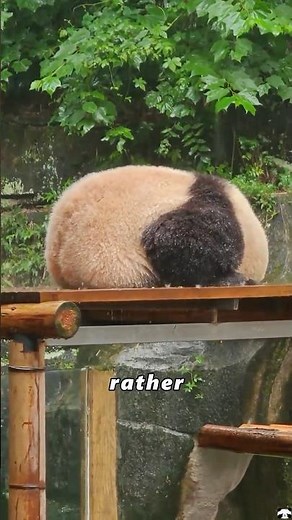 Why do giant pandas like getting caught in the rain?#animals #Foryou #love#cute