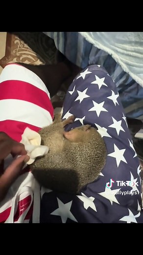 Caring for a Hedgehog: Gentle Grooming Tips
