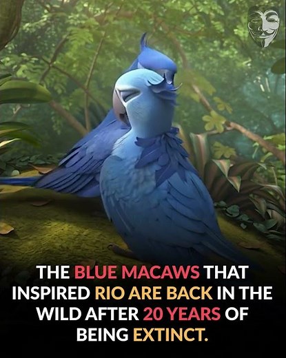 The blue macaws that inspired Rio return to Brazil’s wild after decades of extinction in the wild.