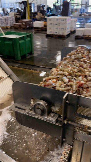 113K views · 1.1K reactions | Freshly headed Mayport Shrimp! Great news: our local delivery service is back! Place your orders by 5 PM one day in advance for next-day delivery. Order here: https://safe-harbor-seafood.freshlinemarket.com Nationwide shipping now available! | Safe Harbor Seafood | Facebook