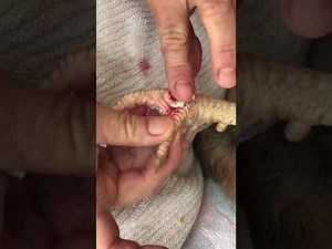 Bumble foot chicken part 1