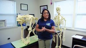 2K views · 108 reactions | Today we're kicking off a 2-part series all about chimpanzee veterinary care! Chimp Haven's Attending Veterinarian, Dr. J, gets us started with a fascinating overview of the differences in human and chimp skeletons.  The rest of our lesson (including downloadable activities for kids), can be found here: https://bit.ly/3bVAjuk | Chimp Haven | Facebook