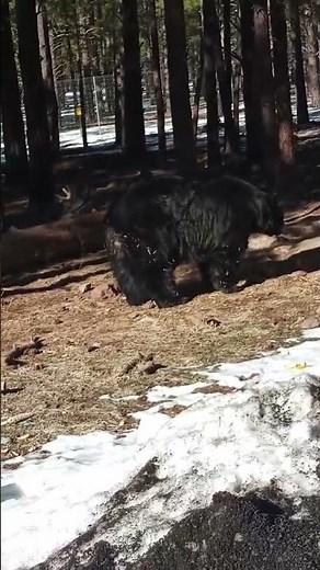 Up Close with Bears at Bearizona! 🐾