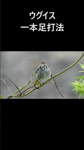 ウグイスの一本足打法 ？ さえずり 鳴き声 #ウグイス #和歌山県 #和歌山 #紀ノ川