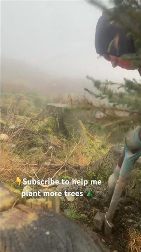 Forestry worker tree planting Scottish woodland Sitka spruce