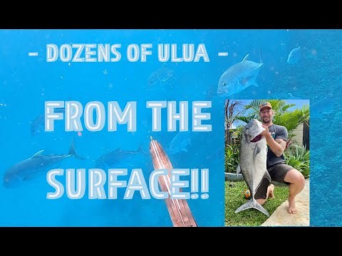 Massive ulua from the surface! My biggest fish in Oahu so far