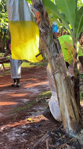Cultural Insights from Vanuatu and Cook Islands