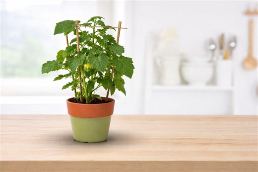 Kitchen Mini Quick Snack Cucumber Seeds | Crisp Fast-growing Garden Variety - Etsy