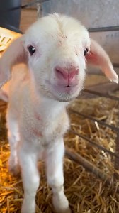 5.5K views · 185 reactions | Content Movie on Reels | Facebook