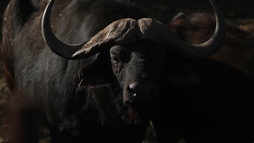 Texas big game hunter killed while stalking African Cape buffalo