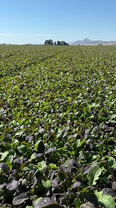 As the season shifts, our Oregon fields are winding down 🌾 Cover crops are going in to protect and nourish the soil in preparation for next season’s harvest. Healthy soil = healthy food 💚 #oregonfarm #covercrops #sustainability #organic | Duncan Family Farms