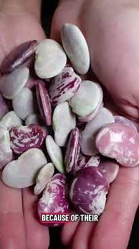 Christmas Lima Beans 🫘 💜 #gardening #garden #harvest #organicgardening #beans #harvesting