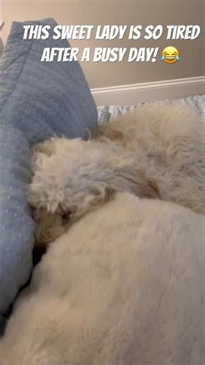 Lilly is absolutely exhausted after a busy day! 😂#love #viral #viralvideo #video #dog #vlog #puppy