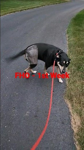 FHO Hip Surgery : Recovery Timetable - Saved my Dog!