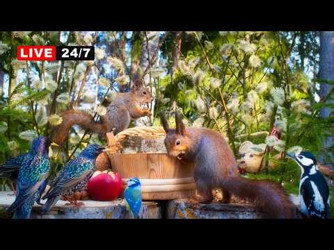 🔴 24/7 LIVE CAT TV NO ADS😺 Beautiful Spring Day with Awesome Birds And Squirrels