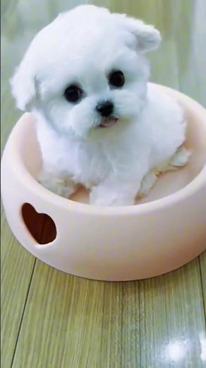 rescue poor puppy #very cute white puppy #rescueanimals #pets