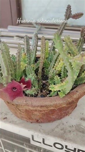 Huernia schneideriana #plants #garden #succulent #gardening #gardeningtips #unique